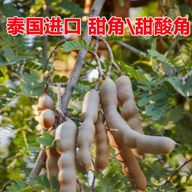 新鲜泰国进口酸甜角甜角云南酸角罗望子酸豆角水果特产孕妇零食