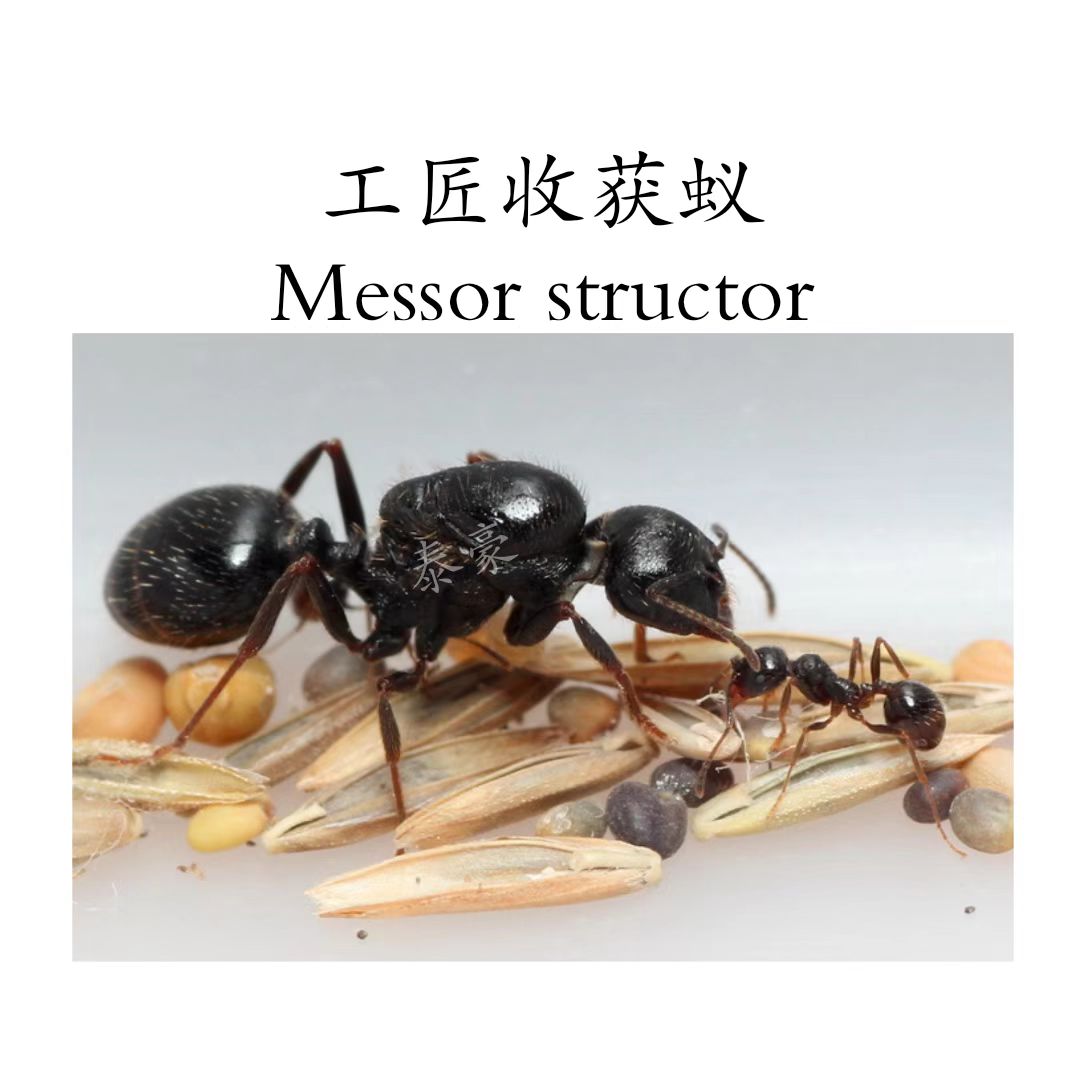 泰豪蚂蚁 工匠收获蚁活体蚁后宠物蚂蚁收获新后吃种子的蚂蚁好养