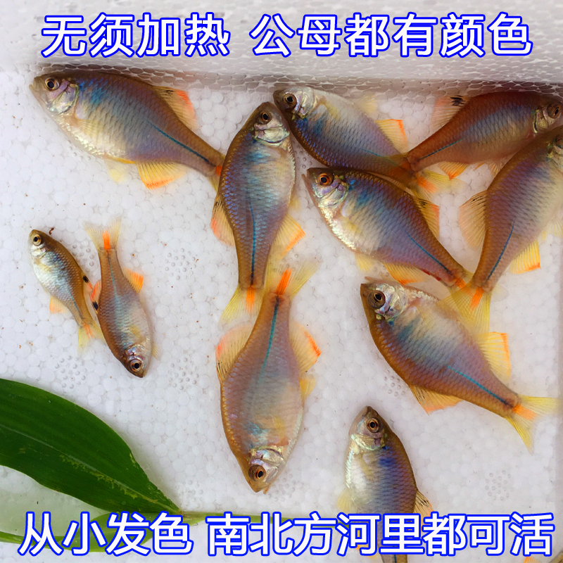 中华鳑鲏七彩彩石旁皮观赏鱼活体水族中国原生群游小型淡水冷水鱼