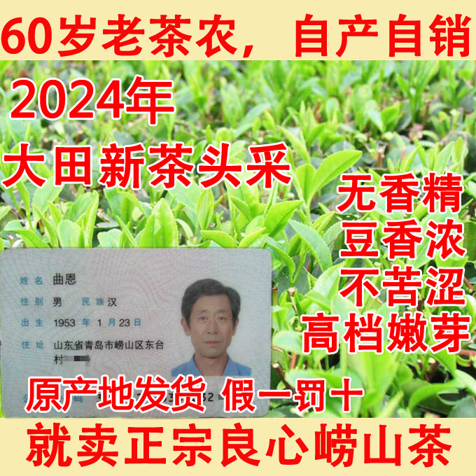 崂山绿茶2024年新茶春茶大田茶头采豆香浓郁崂山茶250克青岛特产