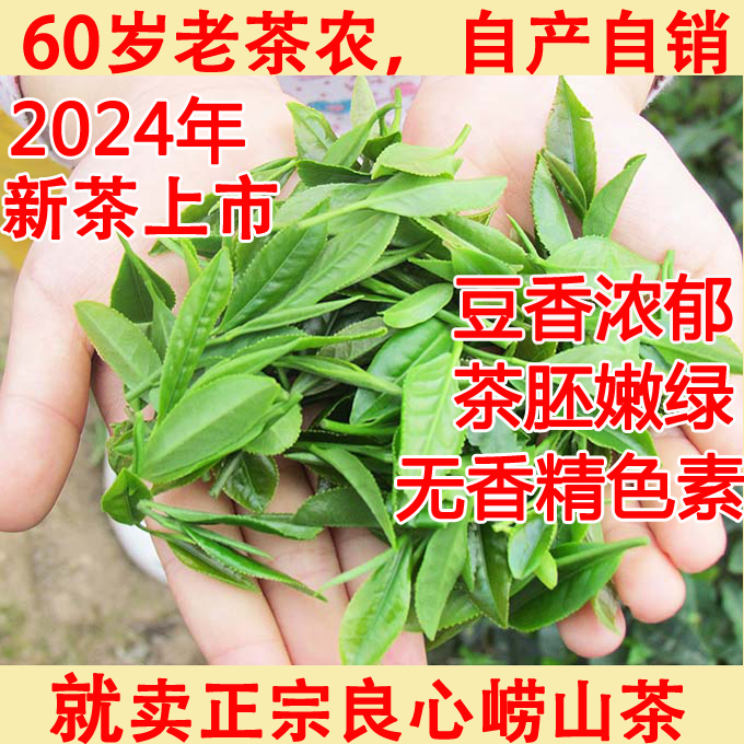崂山绿茶2024年新茶春茶雨前手工炒制崂山茶崂茶农一斤青岛特产