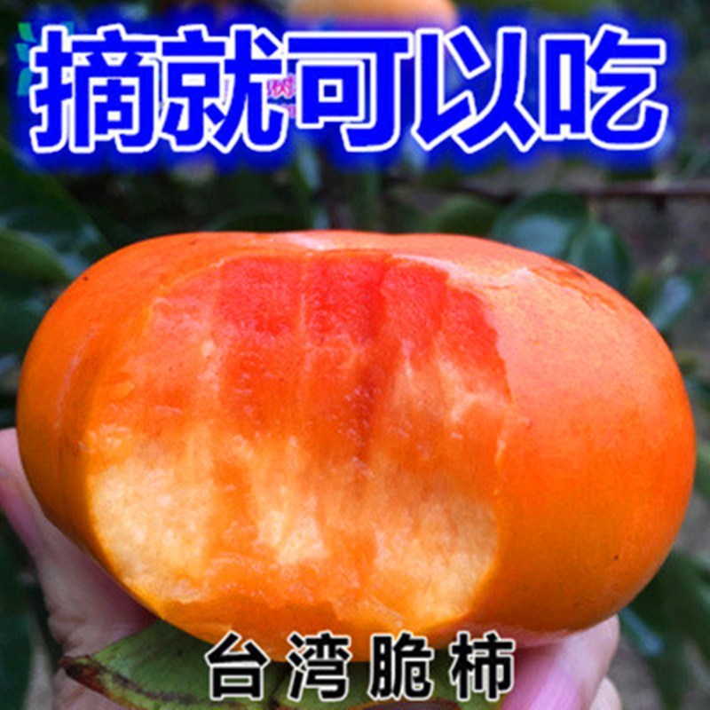 无核大红柿子树苗脆甜柿 水果柿 摘下就可以吃的 柿子苗 柿树