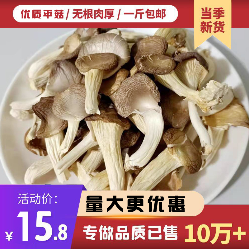 平菇干货500g干平菇新鲜凤尾菇干白平菇食用营养菌菇类磨菇非香菇