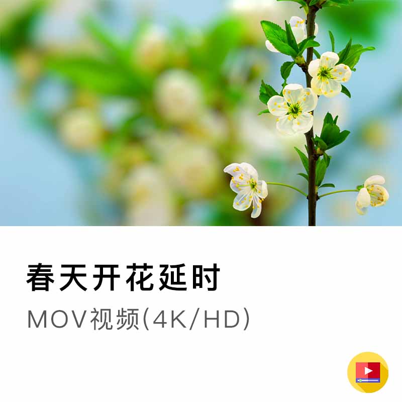 花朵绽放开花过程兰花樱花百合花延时摄影4K视频空镜素材