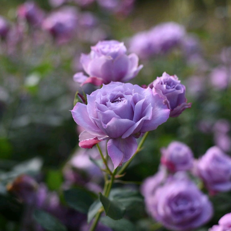 2010德国NovalisPoseidon诺瓦利斯淡紫色丰花多花庭院月月开四季