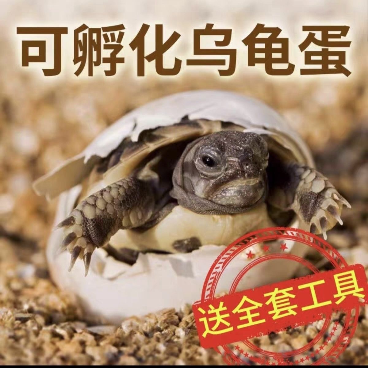 【孵化乌龟蛋】墨龟活体草龟蛋墨龟蛋巴西龟顶墨乌龟蛋花龟可孵化
