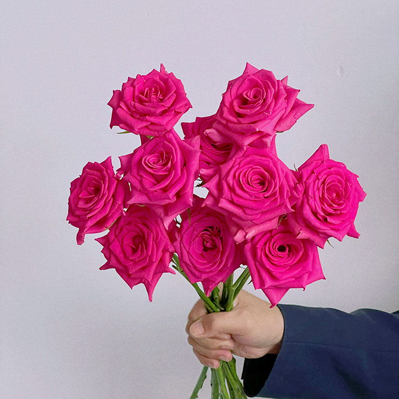 Lancome兰蔻御用玫瑰弗洛伊德鲜玫瑰情人节送花花瓶插花水养顺丰