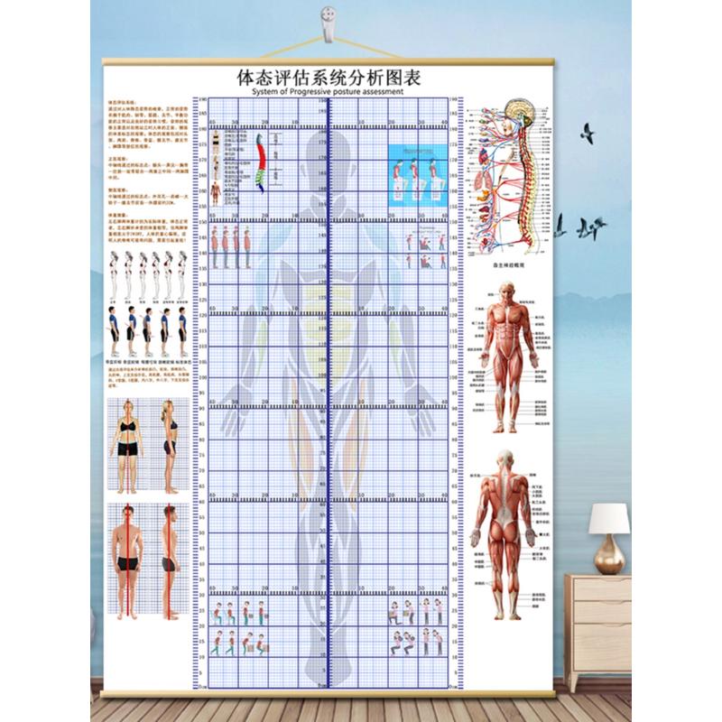 体态评估表挂式贴式体测健身房瑜伽馆私教身高臂展网格身体对比图