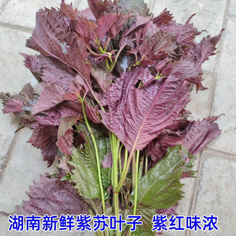 长沙农家 湖南特产新鲜蔬菜鱼虾蟹田螺海鲜去腥味紫苏料理500g