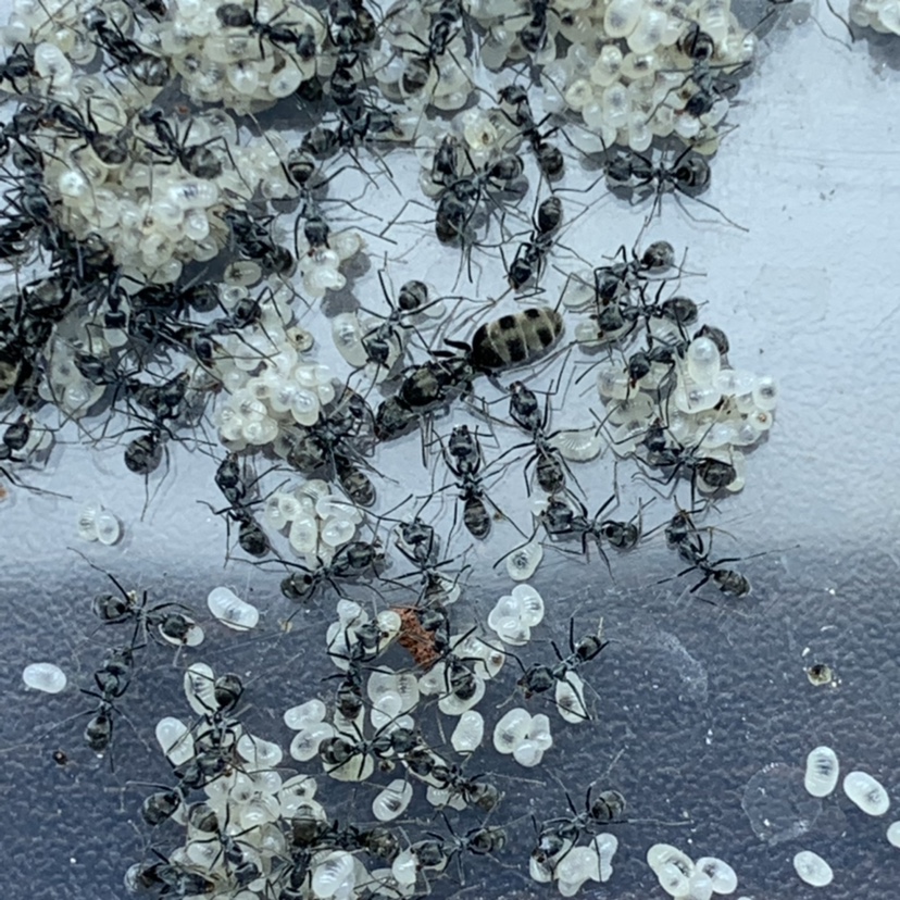 扁平虹臭蚁 容易爆产  产卵超多 好养的新手蚂蚁宠物蚂蚁活体工坊
