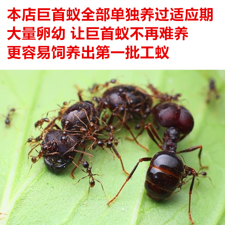 全异巨首蚁 活体蚂蚁宠物蚂蚁 凶猛好斗 繁殖快