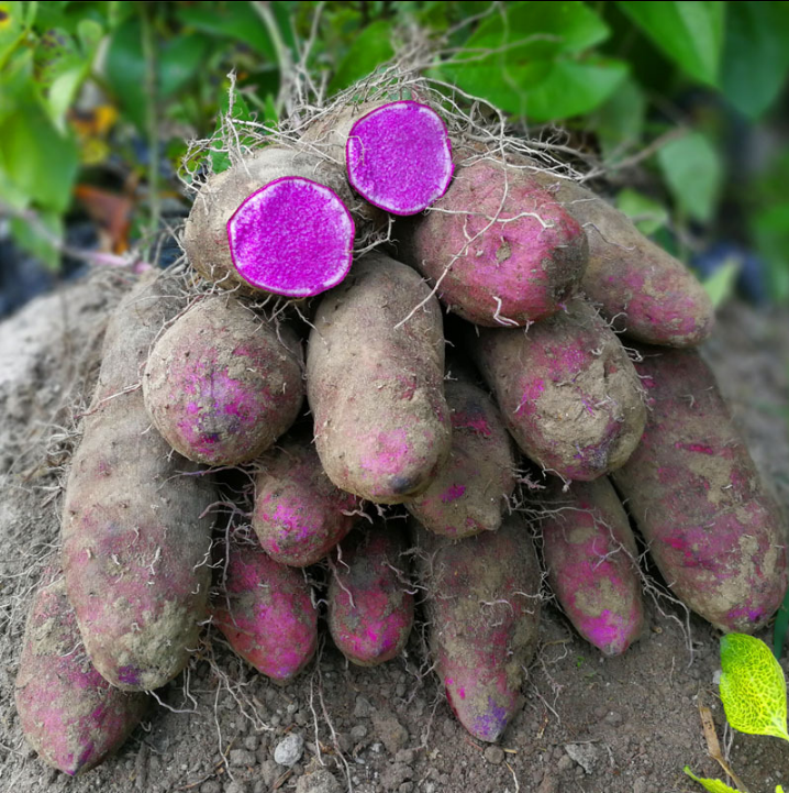 赣南新鲜紫山药脚板薯现挖紫玉淮山农家自种孕妇可食