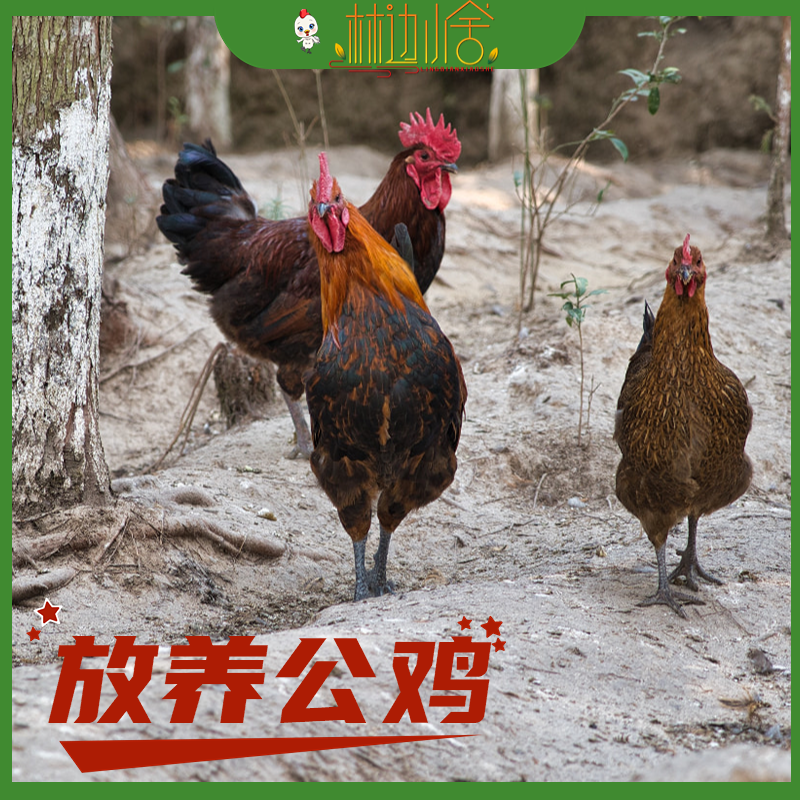 林边小舍6个月土鸡公鸡童子鸡云南高山放养生态大红公鸡走地鸡