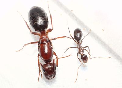 突厥弓背蚁 庄园蚁后 蚂蚁城堡沙巢沙堡 养蚂蚁宠物蚁巢