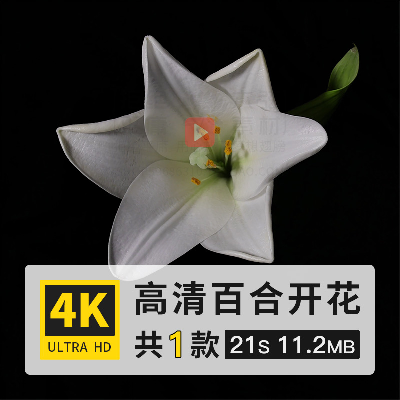 百合花番韭山丹鲜花花朵开花盛开绽放过程4K高清延时实拍视频素材
