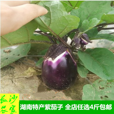 长沙农家 农民自种新鲜蔬菜紫茄子本地圆茄土茄子糯茄子500g