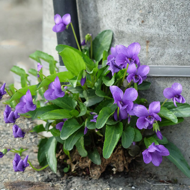 可种在草坪里花卉紫花地丁种子野堇菜花籽多年生耐阴地被护庭植物