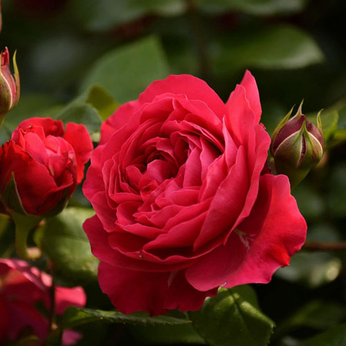 欧月灌木大苗红色达芬奇月季红达玫瑰有开花机器之称阳台庭院植物