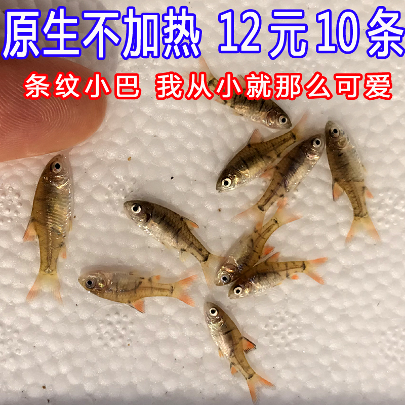 观赏鱼活体水族宠物中国原生鱼群游小型淡水冷水条纹小鲃稀少好养