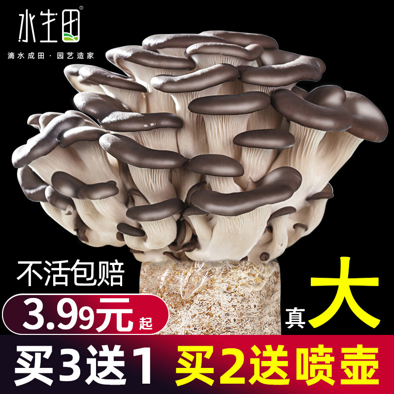 蘑菇种植包菌种菌包家种菌菇香菇食用黑平菇菌菇家庭新鲜菌棒盆栽