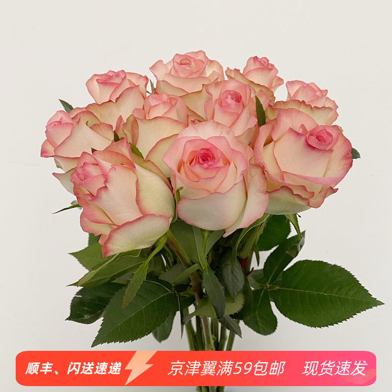 新品玫瑰鲜花 爱莎玫瑰花 双色玫瑰 长枝条大花头 北京鲜花速递