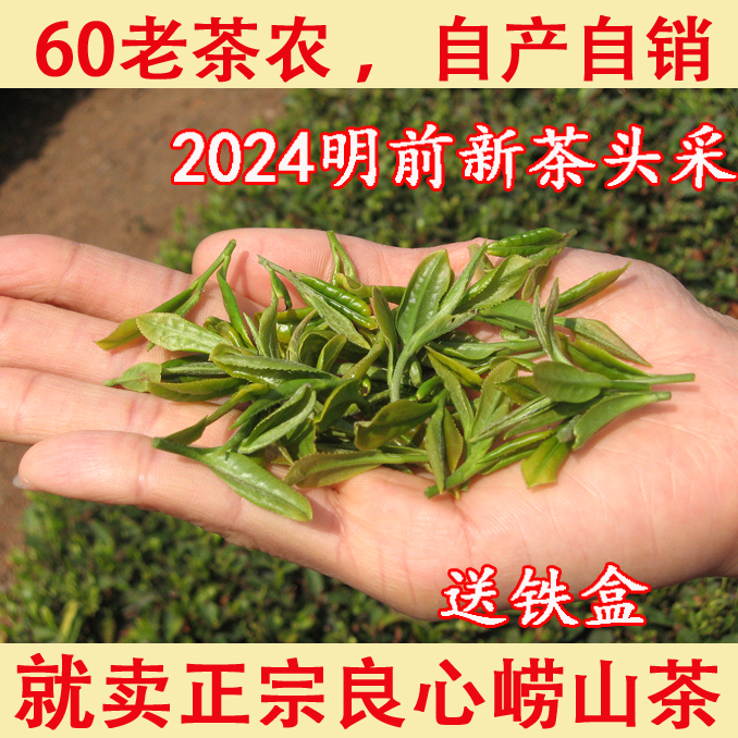 农民自种2024年新茶头采明前小芽春茶崂山绿茶豆香浓郁250克