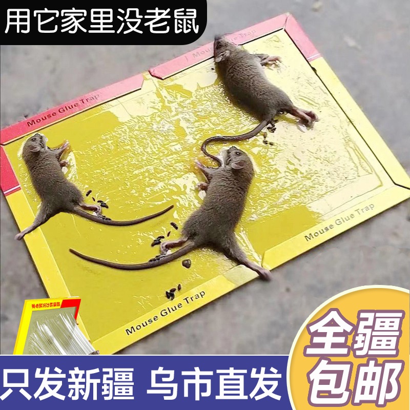 新疆包邮20张老鼠贴超强力粘鼠板抓大老鼠扑捉灭鼠胶家用捕鼠神器