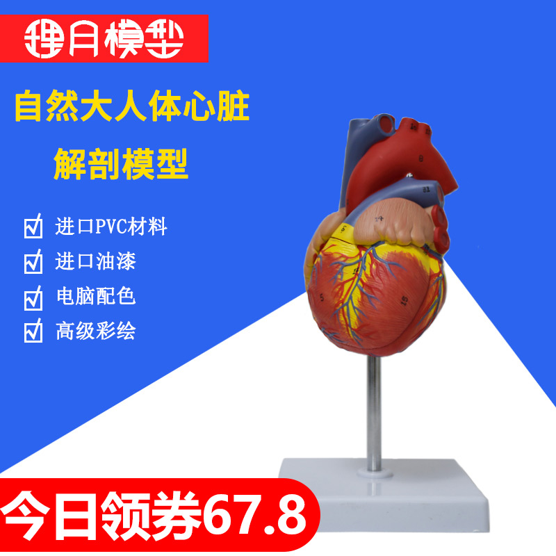 心脏模型教学医学解剖硅胶带血管支架3d玩具小人体可拆卸循环材料