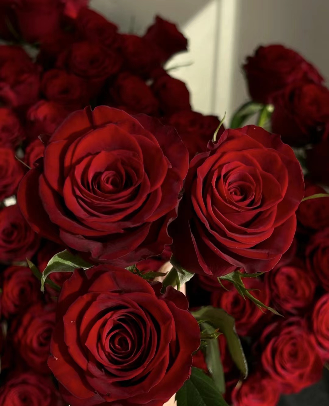玫瑰花鲜花云南昆明基地直发红玫瑰求婚同城速递配送