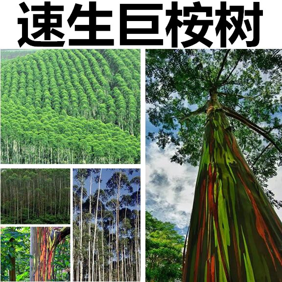 速生桉树种子 巨桉广林9号割油桉树杏仁桉种子 行道树种 桉树种子