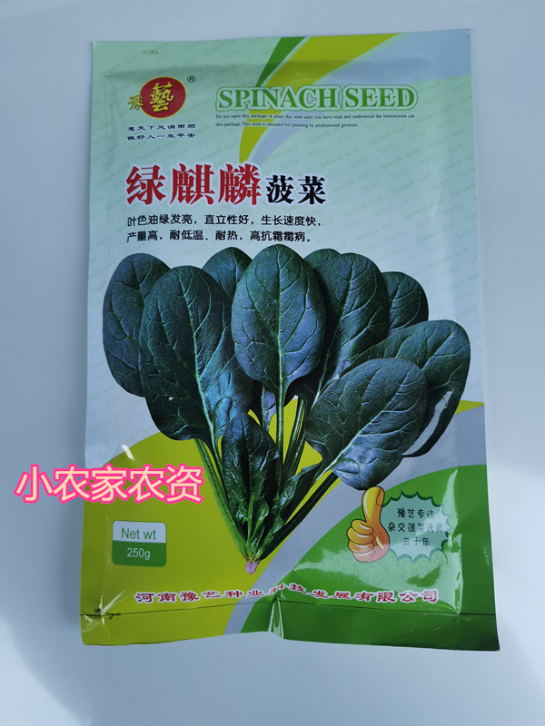 河南豫艺种业  绿麒麟菠菜种子 高产抗病晚抽苔产量高叶片厚250克