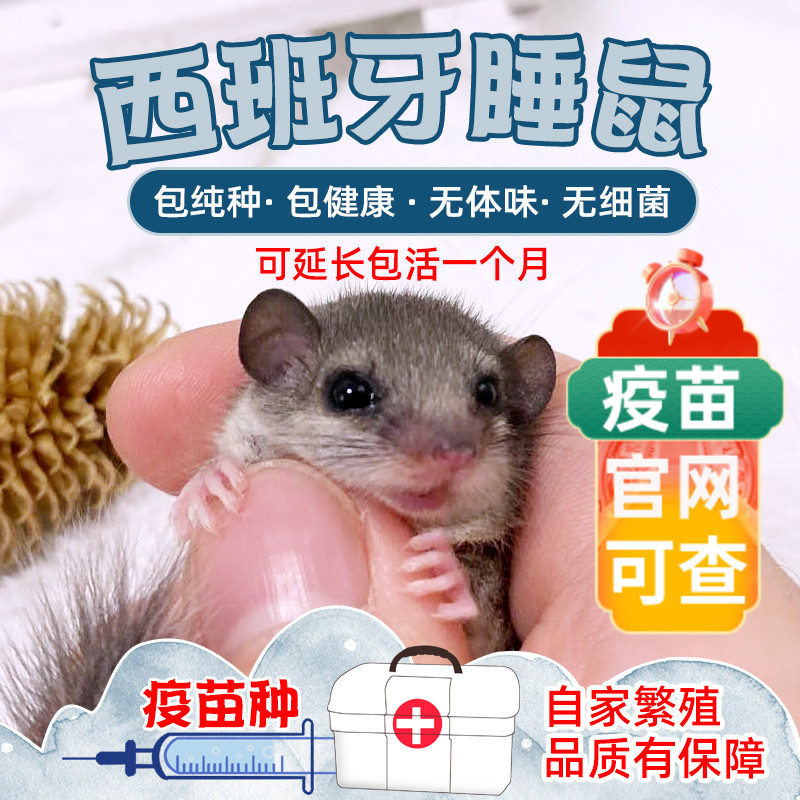 疫苗种西班牙睡鼠幼崽活体睡鼠宠物迷你拇指鼠宠物抖音同款带证书