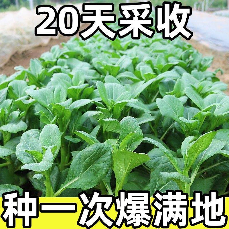【20天采收】四季菜心种子四九甜菜心种子广东青菜籽盆栽蔬菜种子