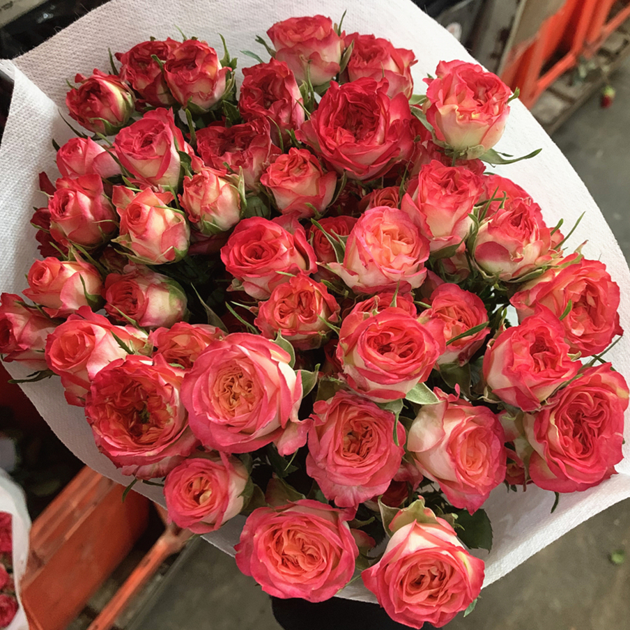 多头玫瑰鲜花鲜花云南基地直发鲜花水养家用速递办公室母亲节花束