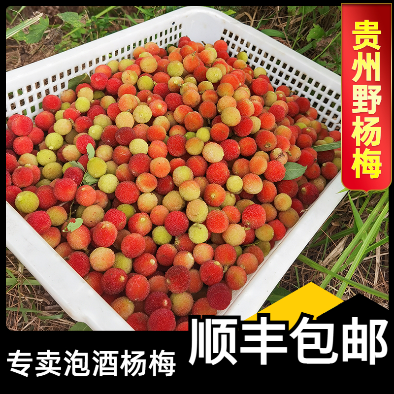 鲜果野生杨梅泡酒专用新鲜贵州青红小杨梅现摘当季水果