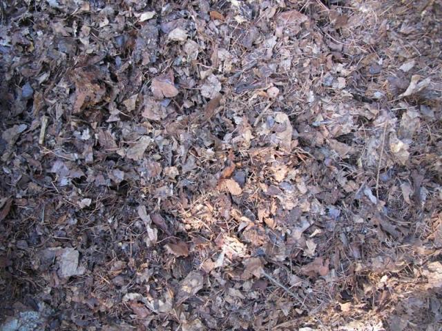 君子兰专用土橡树叶有机腐叶土营养土 东北酸性柞树叶腐殖土包邮