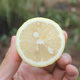 资阳农家自种柠檬